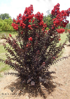 Obraz Lagerstroemia